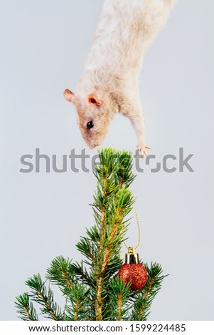 Beige rat hanging from above over christmas tree. New Year Gifts Delivery Concept. The symbol of the New Year 2020 according to the Chinese eastern calendar