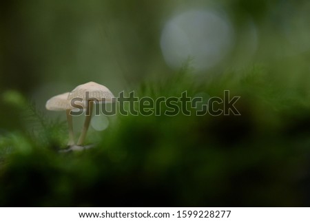 
Small mushroom
Fungus or fungus is a plant that does not have chlorophyll so it is heterotrophic. The fungus is unicellular and multicellular. Royalty-Free Stock Photo #1599228277