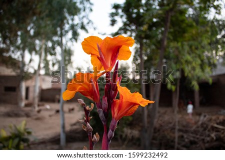 Beautiful Nature, Orange lily flowers in the home garden closeup natural scene stock photo
