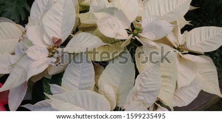 pictures of white plants planted in the garden