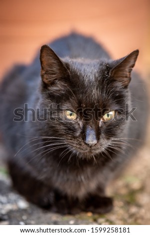 Close up of black cat portrait sitting on the ground looking on camera with green eyes in focus, blurred foreground and background