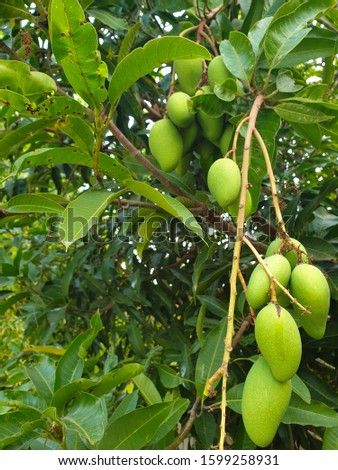 The picture of a green mango on the tree