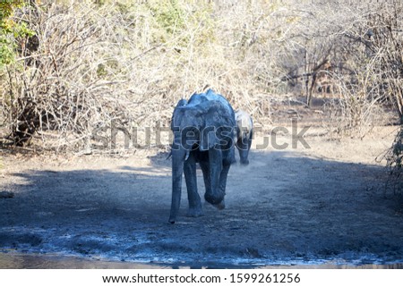 Elephant in Mana Pools National Piarck, Zimbabwe