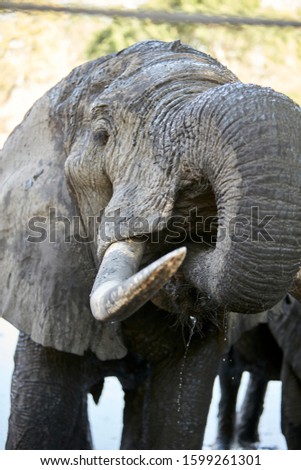 Elephant in Mana Pools National Piarck, Zimbabwe