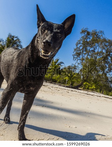 A happy dog is playing at the beach in the afternoon