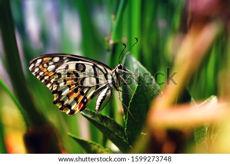 Beautiful butterfly on green leaves, macro photography art, beautiful butterfly