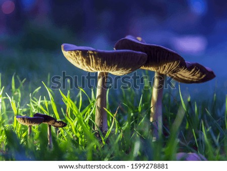 Three fantasy glowing mushrooms in mystery dark forest close-up. Beautiful macro shot of magic mushroom or three souls lost in avatar forest. Fairy lights on background with fog. Selective focus