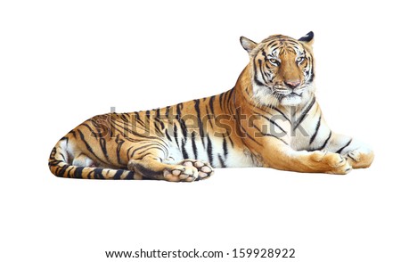 Tiger looking camera ,Tiger bengal action,Dangerous animal,Big hunter animal in the forest  and isolated on white background with clipping path.