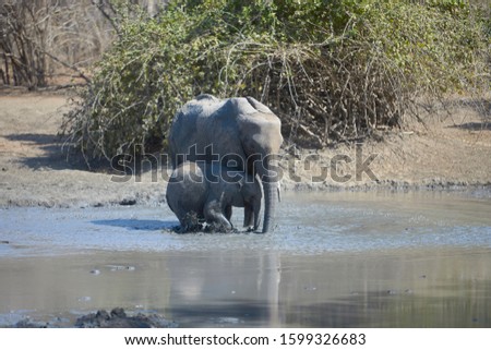 Elephants in Mana Pools National Park, Zimbabwe
