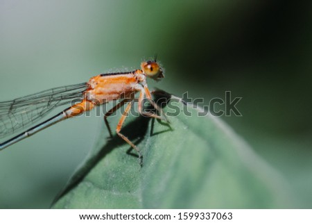 Macro shot of a dragon fly