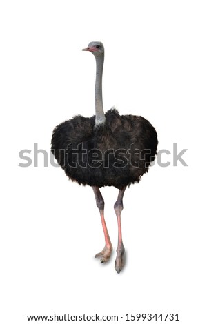 strich on a white background,with clipping path,Rhea is classified as vertebrates. The birds are the largest in the world. Native to Africa Royalty-Free Stock Photo #1599344731