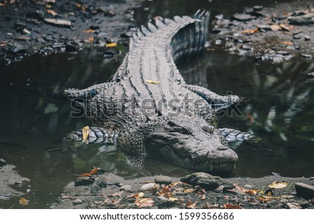 Saltwater crocodile (Crocodylus porosus) or Saltwater crocodile or Indo Australian crocodile or Man-eater crocodile. sunbathing at the swamp. Royalty-Free Stock Photo #1599356686