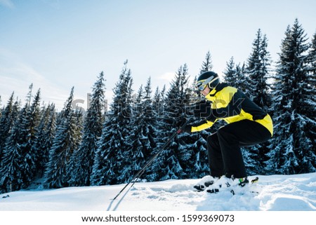 skier in helmet skiing on snow near firs
