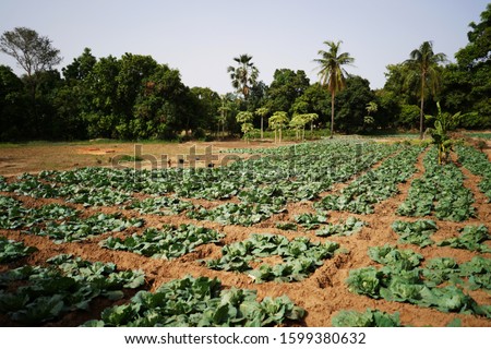 Close Up Picture Of A Cabbage Field In A West African Village Outskirt