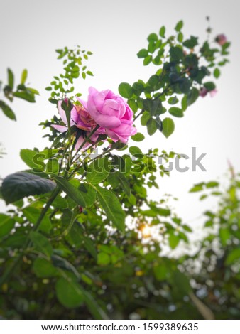 a picture of pink rose