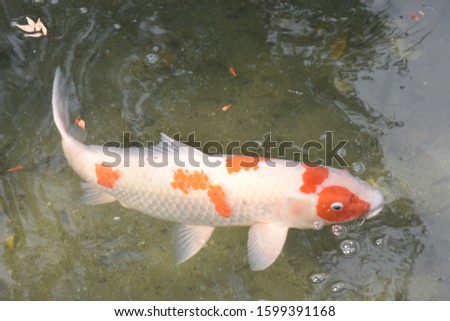 Japanese Carp fish close-up pictures 