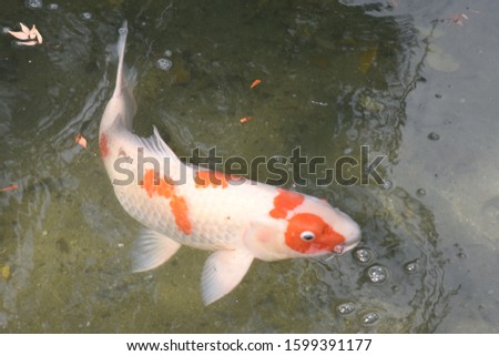 Japanese Carp fish close-up pictures 