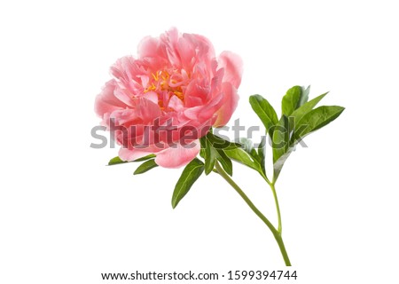 Beautiful salmon color peony flower isolated on white background. Royalty-Free Stock Photo #1599394744