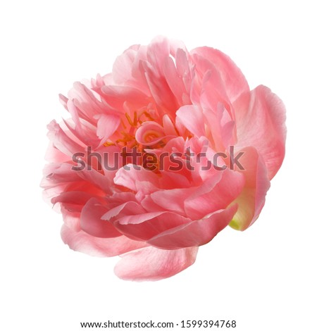 Beautiful salmon color peony flower isolated on white background. Royalty-Free Stock Photo #1599394768