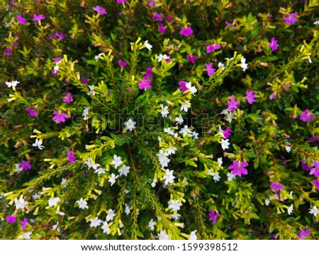 Cuphea hyssopifolia, fake heather, Mexican heather, Hawaiian heather or fairy herb, are small green shrubs native to Mexico, Guatemala and Honduras Royalty-Free Stock Photo #1599398512