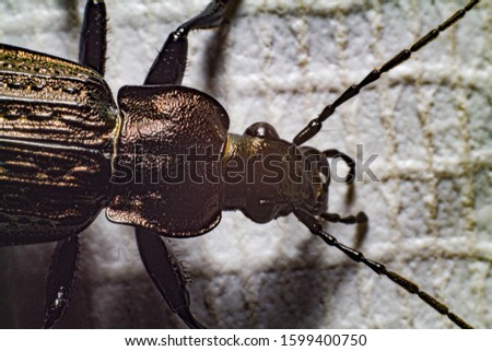 Insect beetle armadillo. Super macro