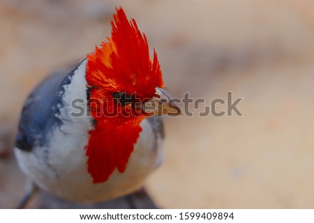 Red crested Cardinal bird head with prominent red feathers photographed in the Tres de Febrero park (Palermo woods) in Buenos Aires, Argentina.