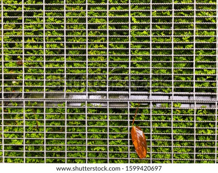Green grass under grid pattern fence.
