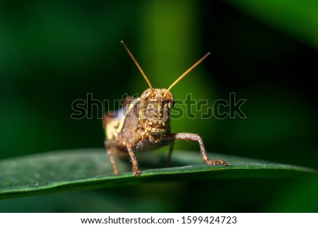 Macro picture of brown locust on green leaf nature close up inscet background