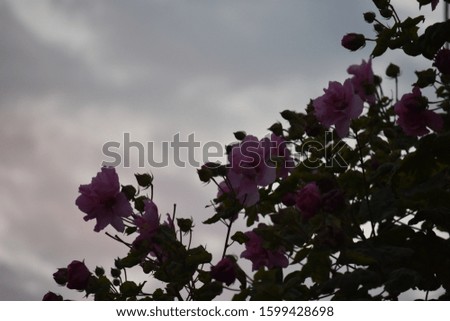 Evening flower picture in Japan. Japanese flower