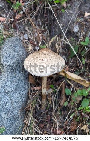 Picture of mushroom taken in Valtellina, Italy