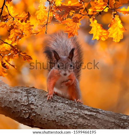  square portrait with beautiful fluffy red squirrel sitting in autumn Park on a tree oak with bright Golden foliage