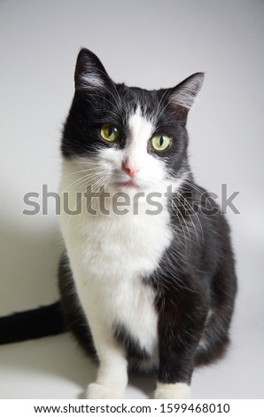 black and white cat on a white background