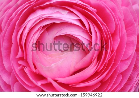 Closeup of pink persian buttercup flower isolated on white 