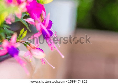 Close up picture of colorful bellflower