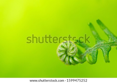Western Sword fern fiddlehead on green and yellow background with yellow light with room for text