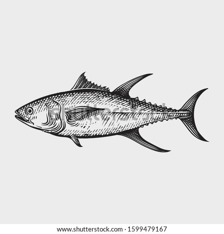 Tuna seafood Hand drawn engraving style illustrations
