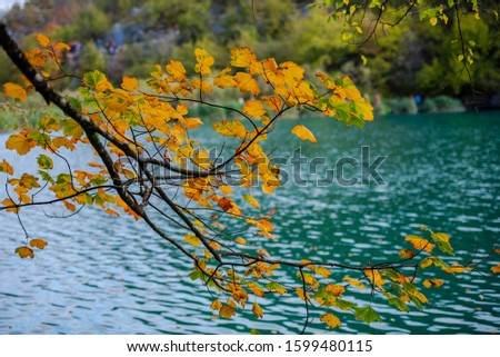 Autumn landscape near the lake in  the park