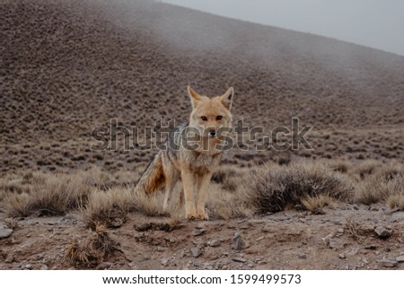 Patagonian red fox wild animal in Villavicencio natural reserve. The culpeo (Lycalopex culpaeus), also known as the zorro culpeo, Andean zorro or Andean fox is a native South American wildlife species