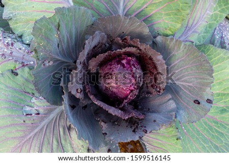 Close up of red cabbage growing (Brassica oleracea)