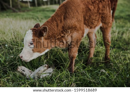 Calf and Mother Cow in Grassy Cliff Side Field by Ocean in Hawaii