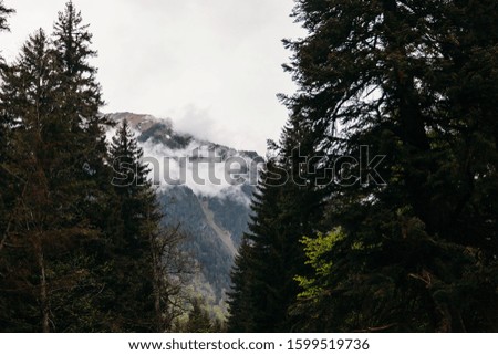 View through the trees over snow covered mountains