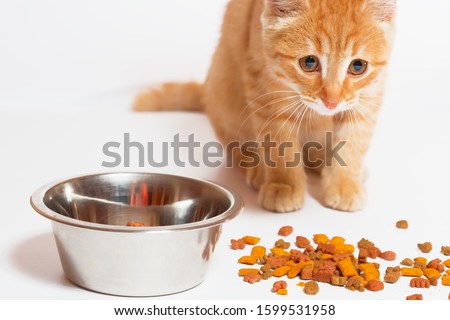 Cat food is scattered on a white background. Iron bowl on a white background. Red cat looks at dry food. Healthy pet food.