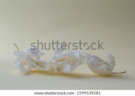 Close Up Dry White Orchid Flowers Isolated On Light Background