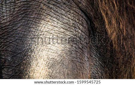 background which the structure of hide of elephant is represented on, the best photo