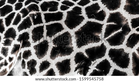 background which the structure of hide of giraffe is represented on, the best photo