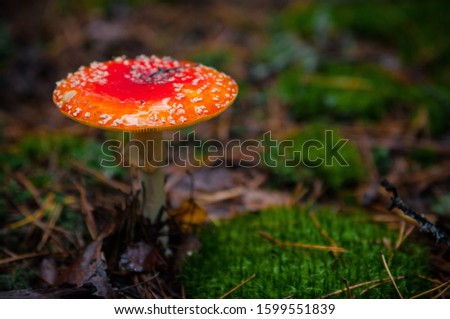 Beautiful Red agaric mushroom. Toadstool in the grass. Amanita muscaria. Toxic mushroom