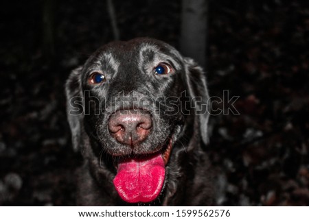 A close up or a chocolate labrador with the reds enhanced making a artistic, vibrant colourful portrait. 