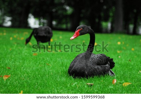 Nice black swan on green grass nature birds 