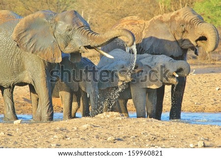 Elephant, African - Wildlife Background from Africa - Portrait of beauty through life essential water and the appreciation thereof 