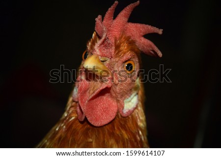 Funny photo of a golden Hen looks like Angry Bird (Close up of head with red Upright Combs and Wattles)
